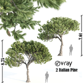 2 Italian pine vray