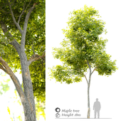 Maple tree_6