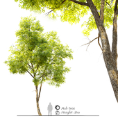 Ash tree 15