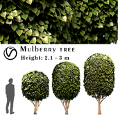 Mulberry Tree Set (Morus Tree)