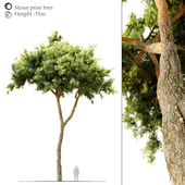 Stone pine tree