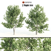 2 maple tree