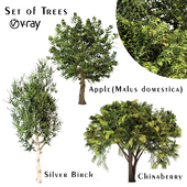 Set of Trees (Chinaberry, Silver Birch and Apple)