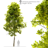 American persimmon tree