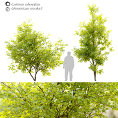American smoke tree (cotinus obovatus)