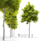 African fern pine (afrocarpus-falcatus)