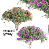 2Myrtle tree vray