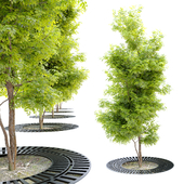 Tree with metal grate