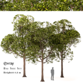 Set of Round Shaped Bay Trees (Laurus Nobilis)