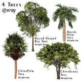 Set of Trees (China Palm, Chinaberry, Round Shaped Bay and Bottle Palm Tree)