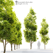 Piramidalis black alder