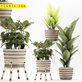 plants 286