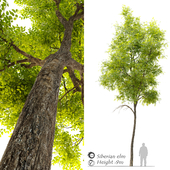 Siberian elm (Ulmus pumila)