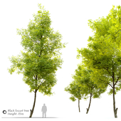 Black locust (Robinia pseudoacacia)