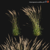 Calamagrostis acutiflora_02