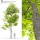 Queen's crepe-myrtle (lagerstroemia speciosa)