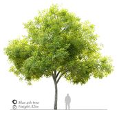 Blue Ash (Fraxinus quadrangulata)