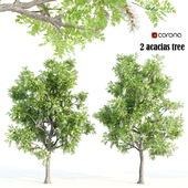 2 acacias tree corona