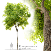 Ulmus parvifolia dynasty (Dynasty chinese elm)