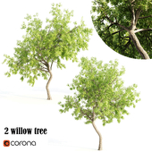 2 willow tree corona