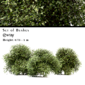 Set of Buxus (Box) Bushes - 3 Sizes