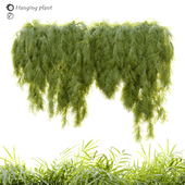 Hanging plant_6 (Acacia cognata)