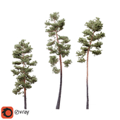 Pinus Syluestriformis (Takenouchi), 3 models