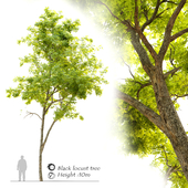 Black locust (Robinia pseudoacacia) 2