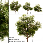 Acacia Nilotica - Gum Arabic Tree Set (3 Trees)