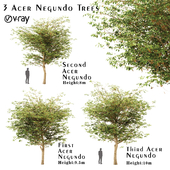 Set of Acer negundo (boxelder maple) Trees (3 Trees)