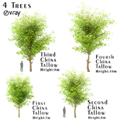 Set of China Tallow (Triadica Sebifera) Trees (4 Trees)