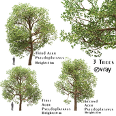 Set of Acer Pseudoplatanus (Sycamore Maple) Trees (3 Trees)