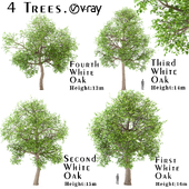 Set of White oak Trees (Quercus alba) (4 Trees)