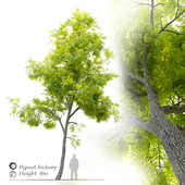 Pignut hickory