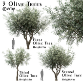 Set of Olive Trees (Olea europaea) (3 Trees)