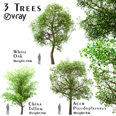 Set of Trees (China Tallow, Acer Pseudoplatanus & White oak)