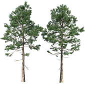 Pine | Pinus # 001 (13.6m)