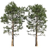 Pine | Pinus # 002 (16.5m)