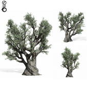olive Tree 220
