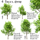 Set of Tree of Heaven (Ailanthus Altissima) (4 Trees)