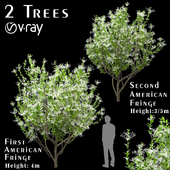 Set of American Fringe Trees (Chionanthus virginicus) (2 Trees)