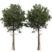 Pine | Pinus # 003 (13.5m)