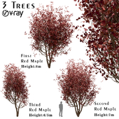 Set of Red Maple Trees (Acer Rubrum) (3 Trees)