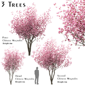Set of Chinese Magnolia Trees (Saucer Magnolia) (3 Trees)