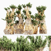 5 Bristlecone Pine tree