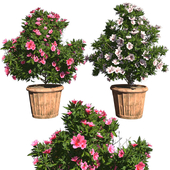 Azalea Flowers Pink-White with Pot