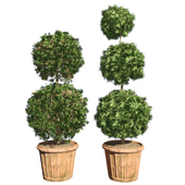 American boxwood with pot