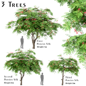 Set of Persian Silk Trees (Albizia julibrissin) (3 Trees)