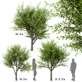 Set of Sour Cherry Trees (Prunus Cerasus) (3 Trees)