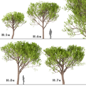Set of Stone Pine Trees (Italian Pine or Pinus Pinea) (4 Trees)